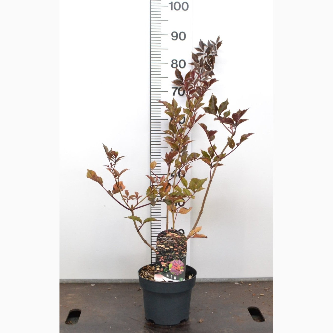 Fläder – Sambucus nigra 'Thundercloud' - C3 20-40 CM